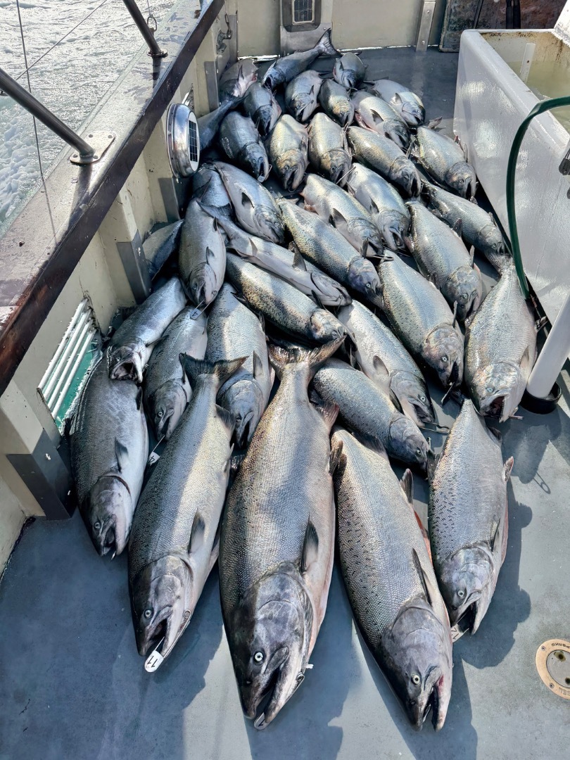 Fantastic salmon fishing