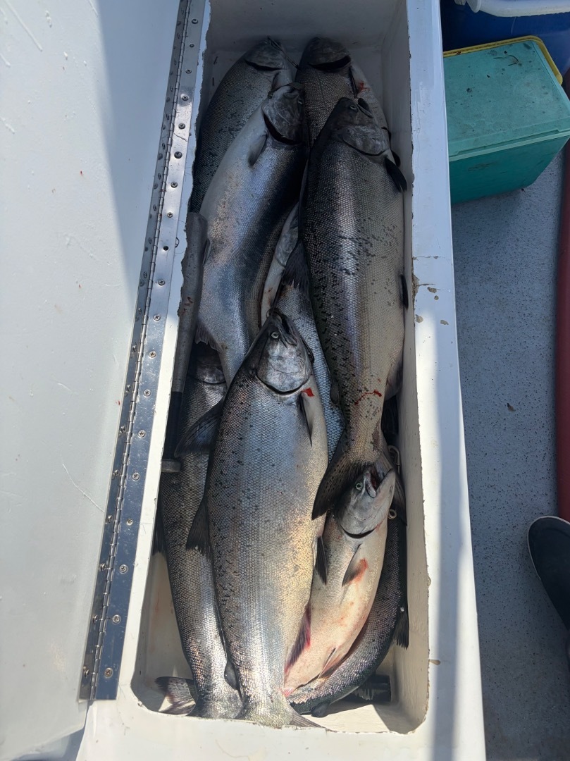 Salmon