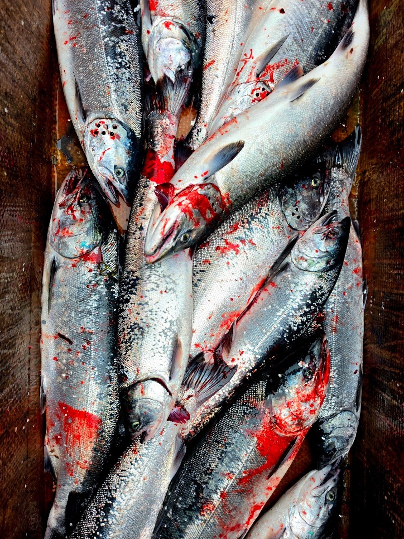 Latest Fish Report