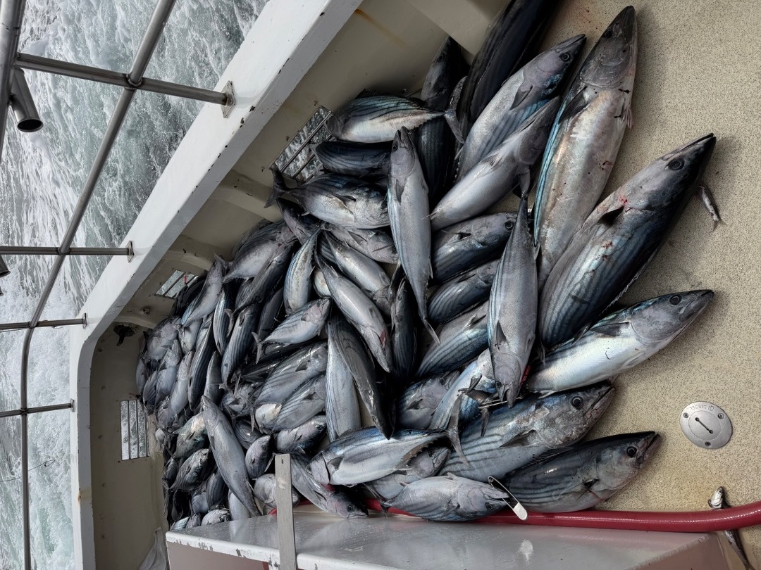 Rockfish tuna combo