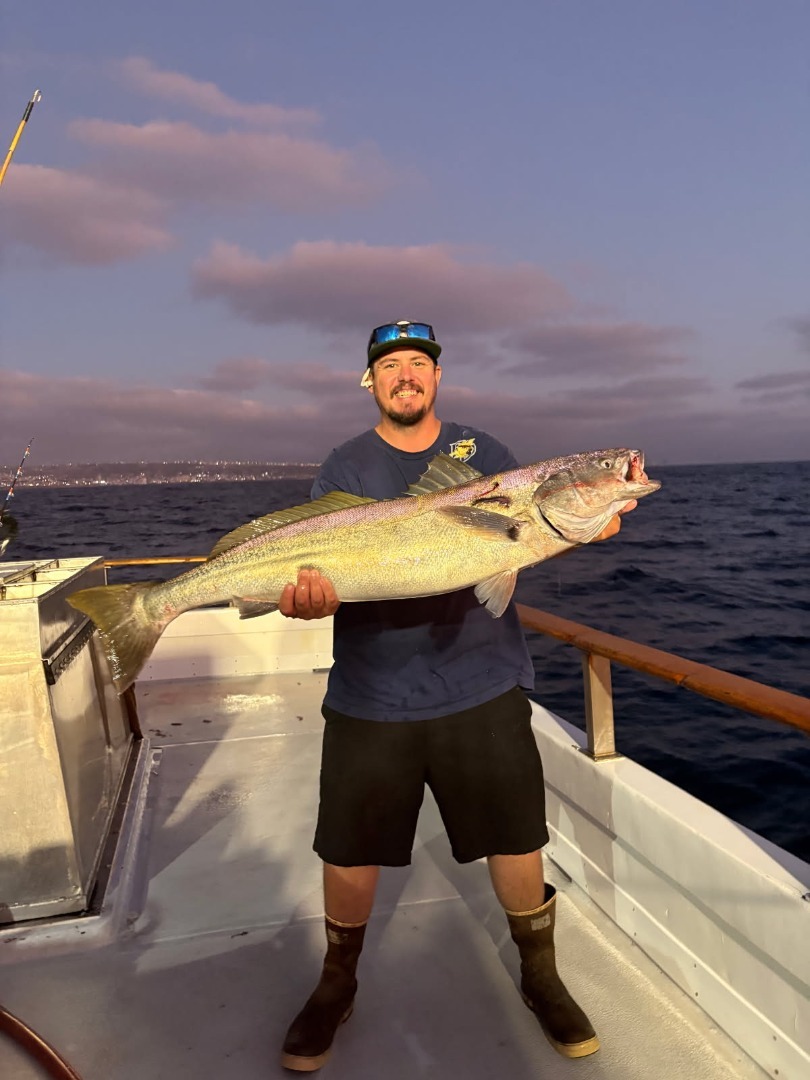 fish report - Seabass and Yellowtail