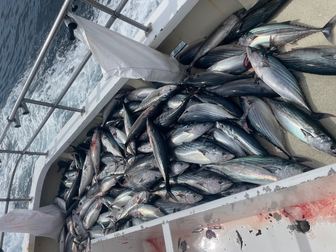 Wide open Bonito and rockfish