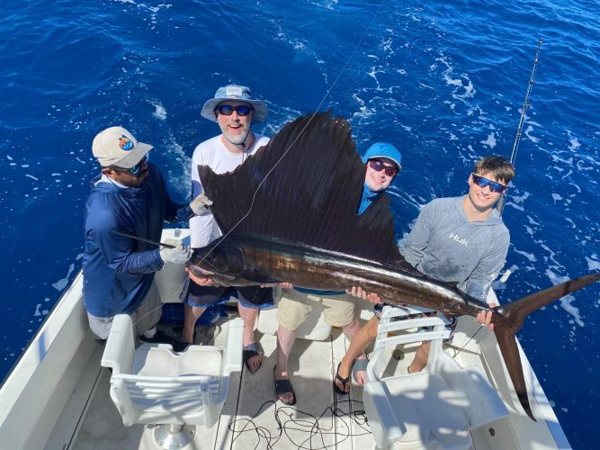 80 lb. Sailfish
