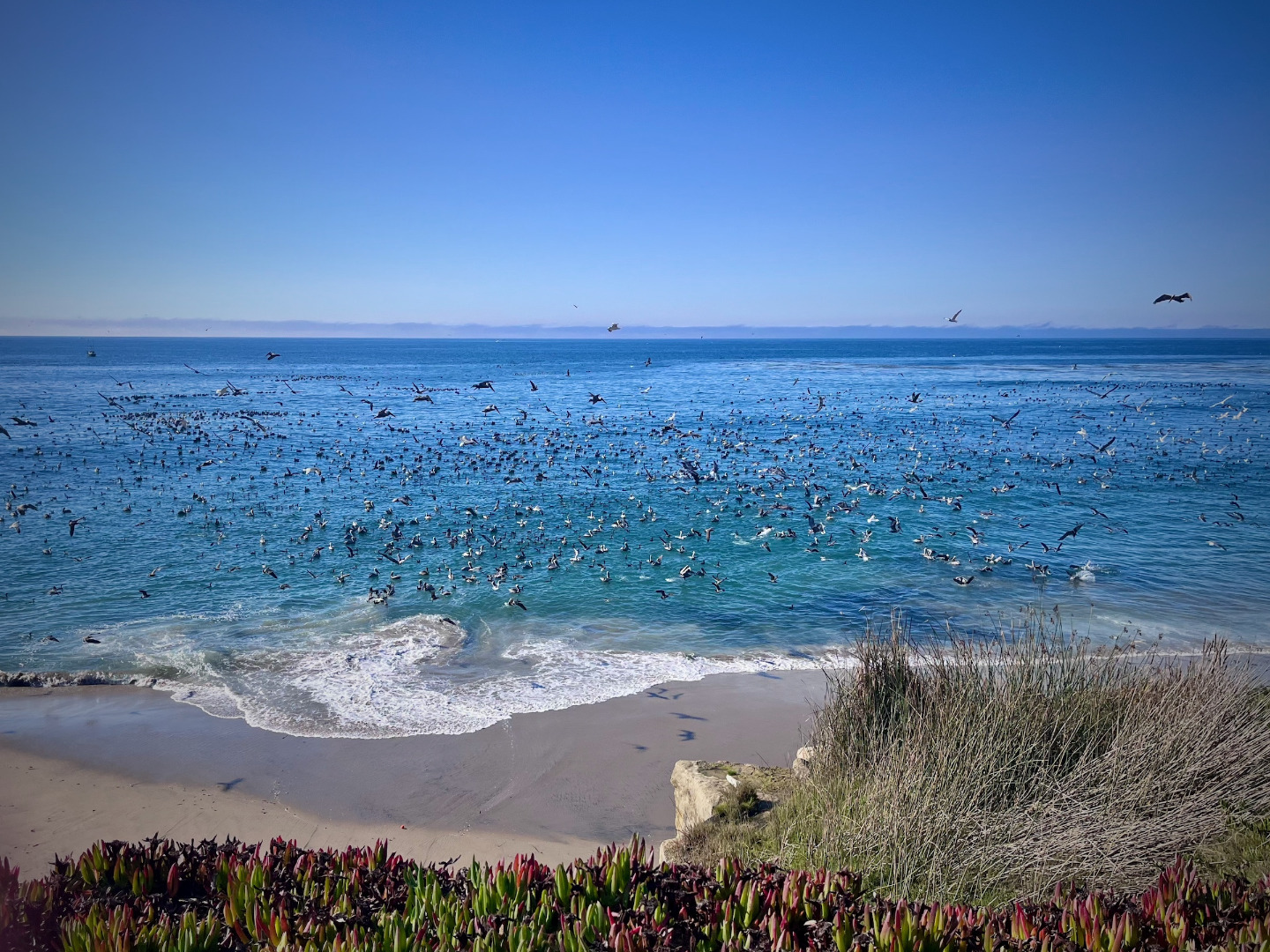 Follow the birds to bait balls, bigger fish
