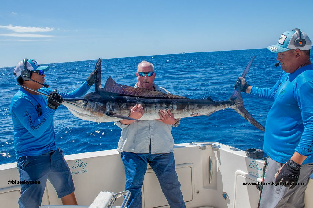 Striped Marlin Steal the Show in Cabo!