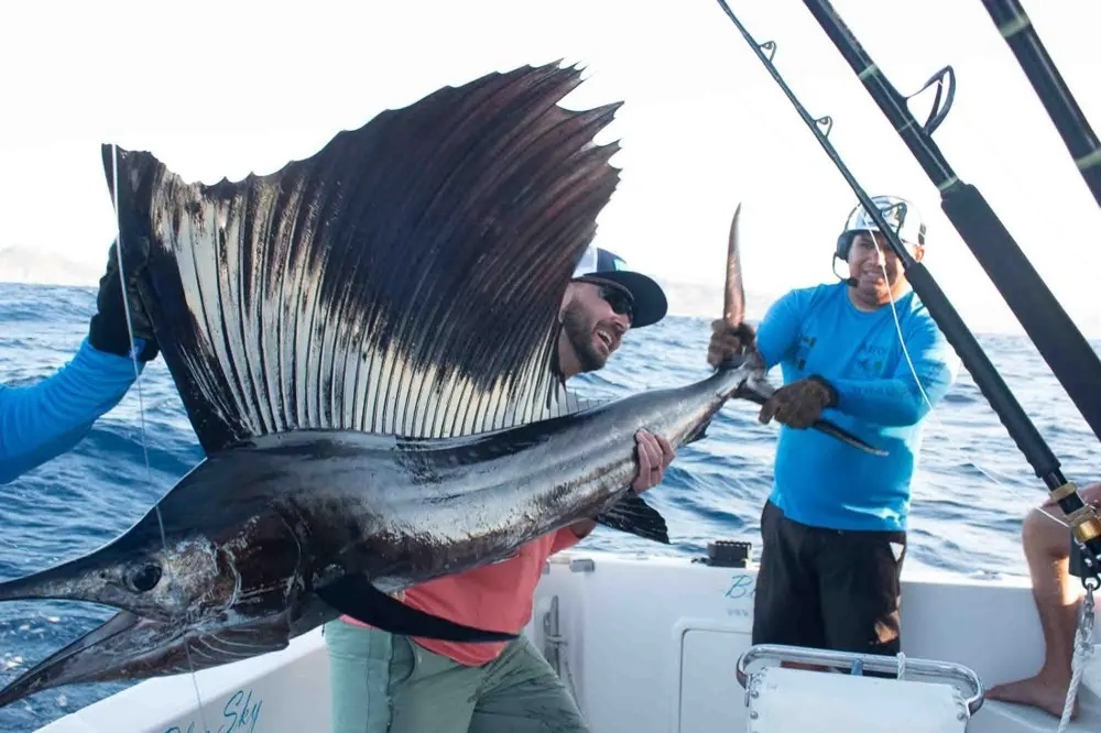 Cabo Marlin and sailfish  Action Comes Alive!