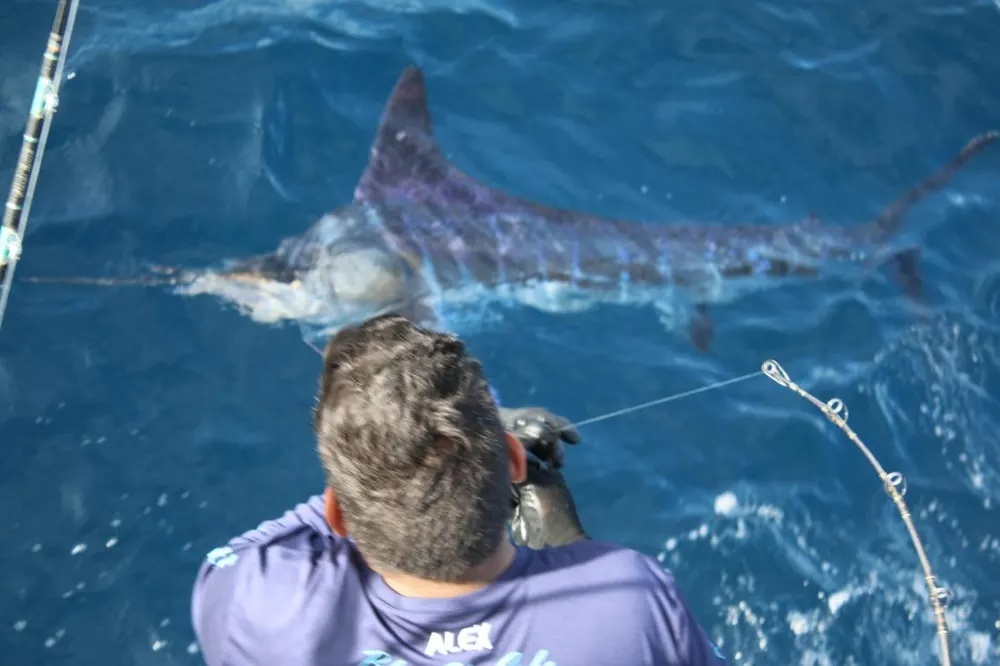 Another Cabo Marlin Success!