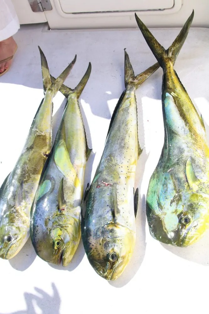 Cabo Dorado Action Hits Overdrive!