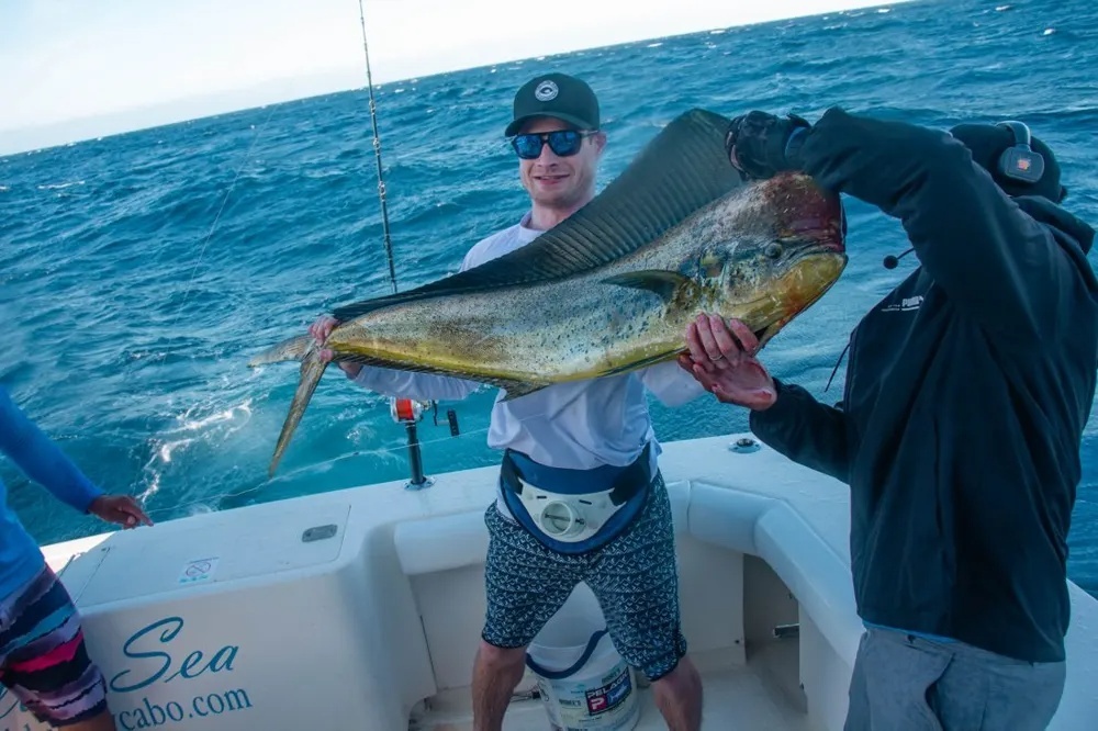 Marlin Thunder and Dorado Gold Collide