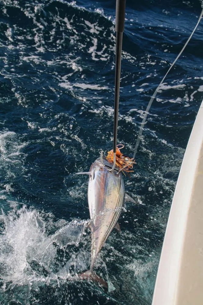 Tuna Fishing Delivers a Fierce Offshore Fight