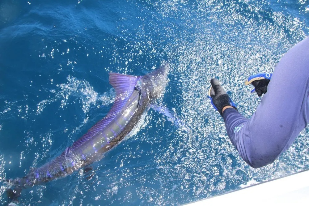 Marlin and Dorado – Two Species, Endless Excitement