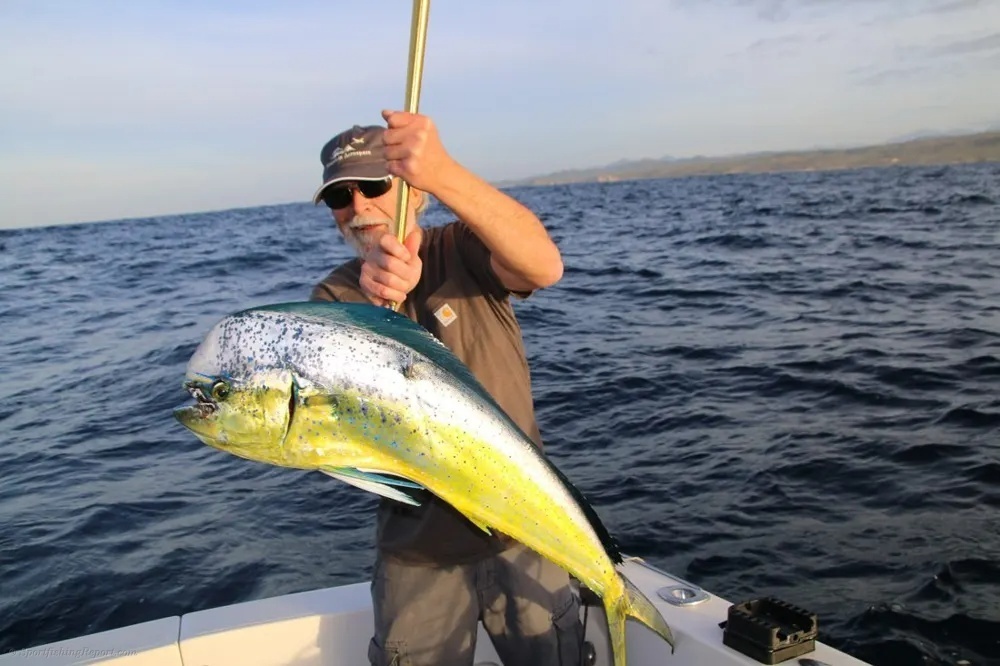 Marlin Battles and Dorado Gold Fever