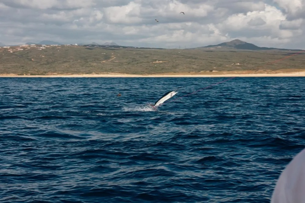 Marlin and Wahoo Make Every Moment Count Offshore