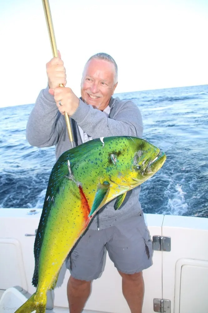 Marlin and Dorado – A Double Shot of Fishing Excitement