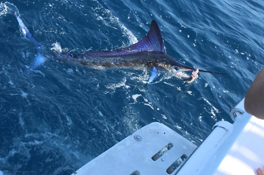 Marlin Monster Rises from the Deep!