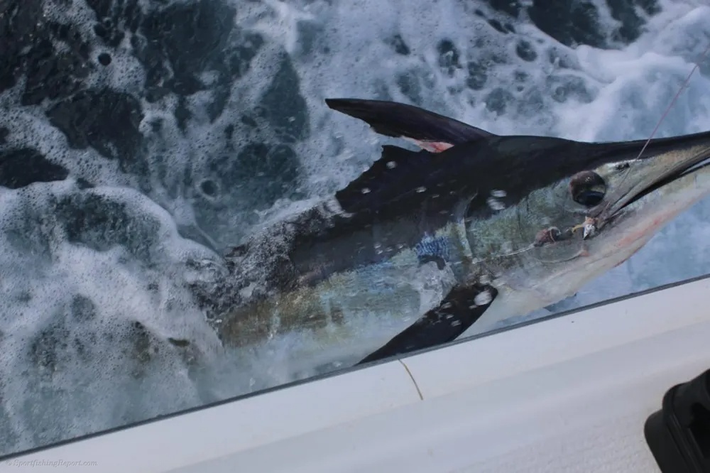 Monster Marlin and Epic Battles