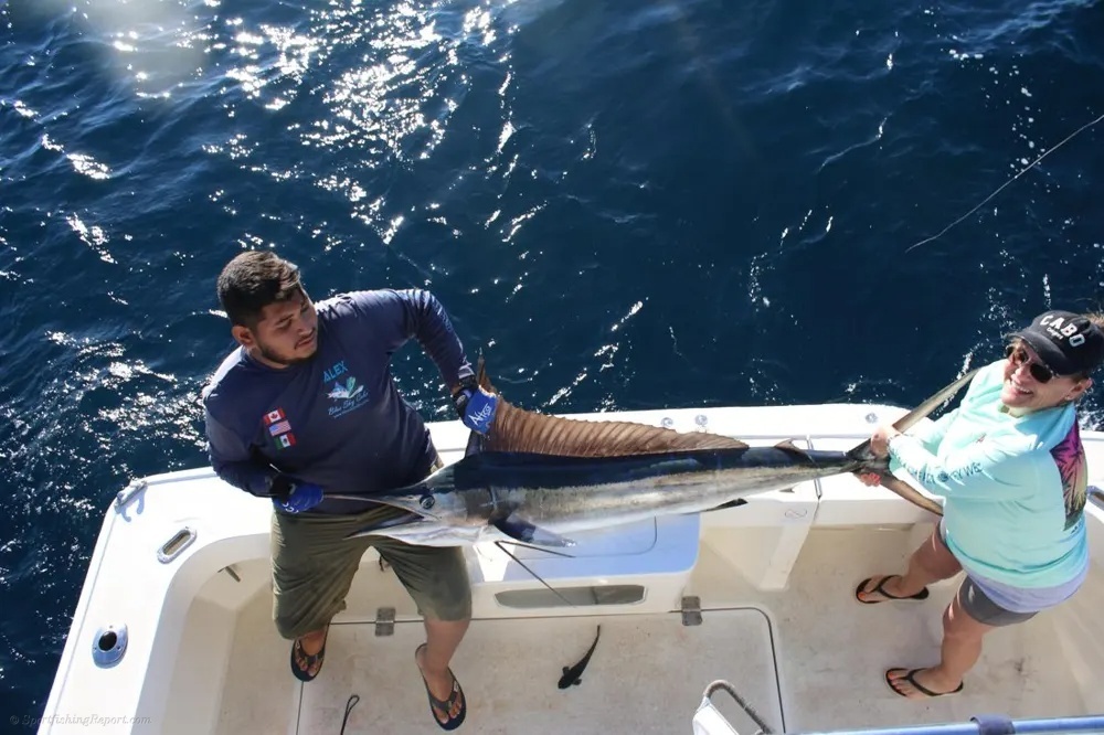 Marlin and Tuna Deliver a Pacific Power Surge