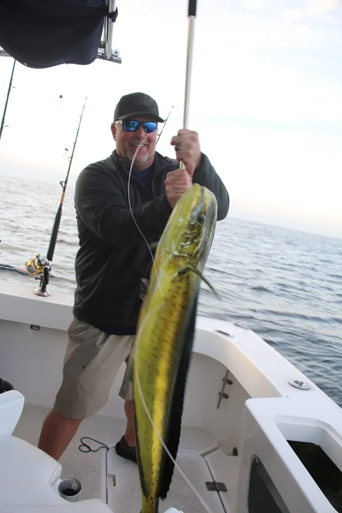 The Pacific's Golden Dorado Delivers!