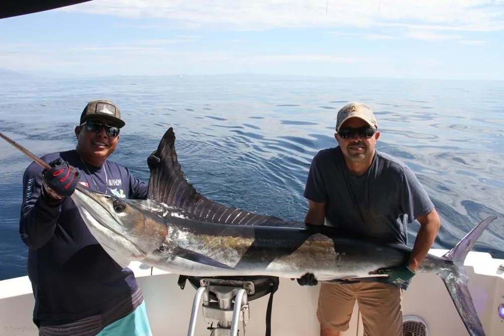 Reel marlin Excitement in Cabo