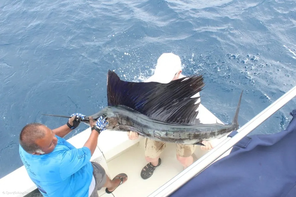 A great Marlin Day Offshore