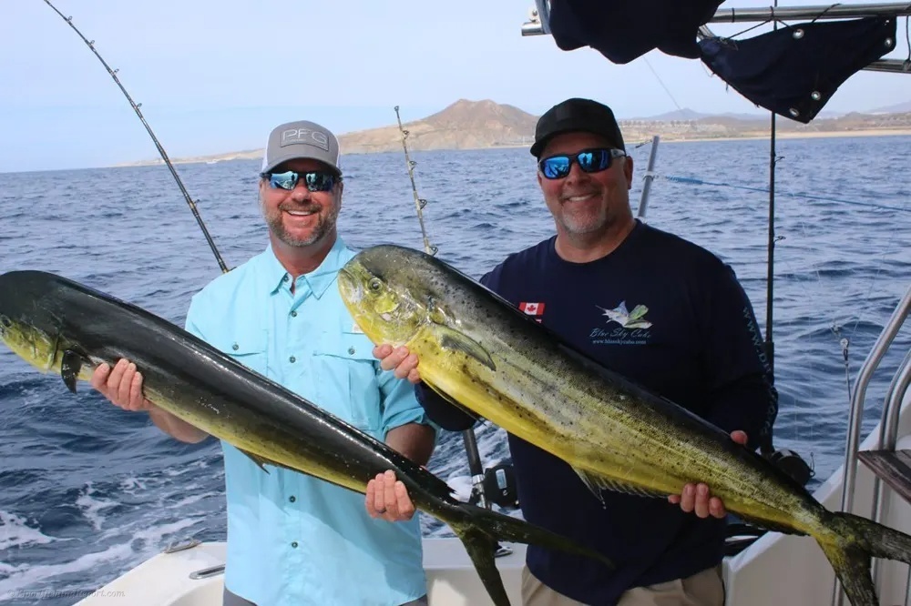 Cabo's Golden Dorado Takes the Spotlight!