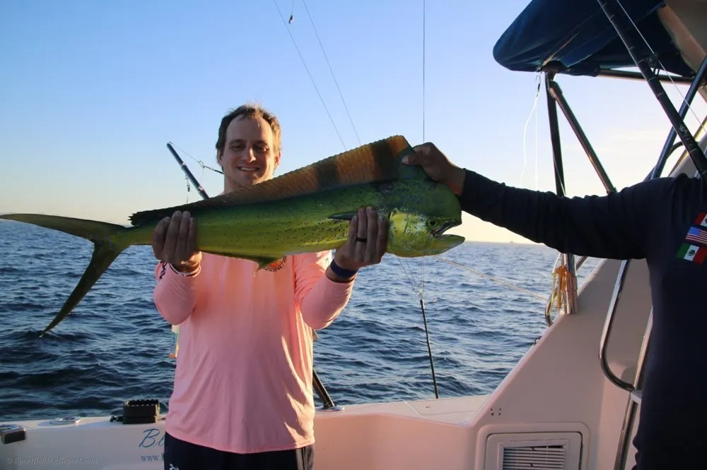 Cabo Offshore Action Erupts with Dorado and Tuna
