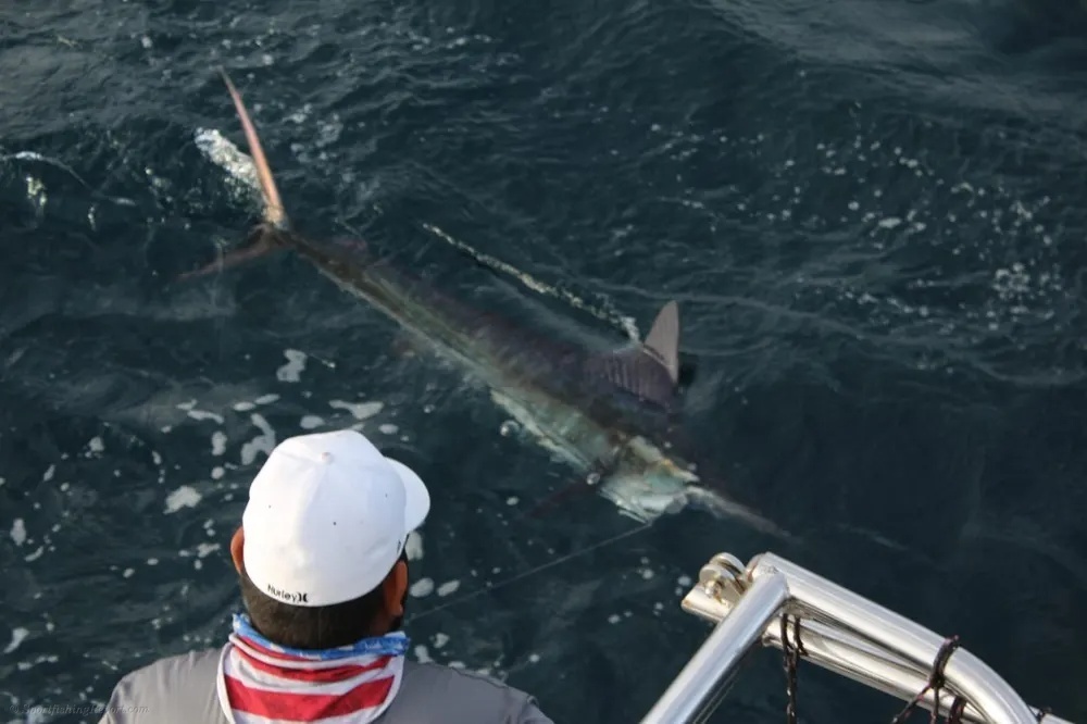 Marlin and Tuna Bring Pure Offshore Energy