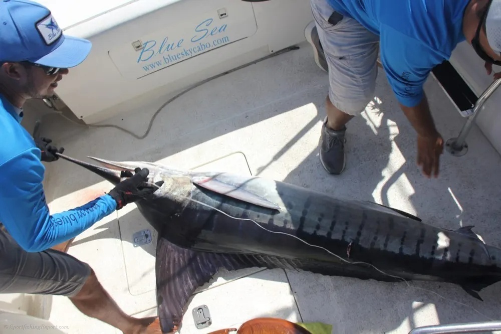 Marlin and Tuna Create a Pacific Powerhouse