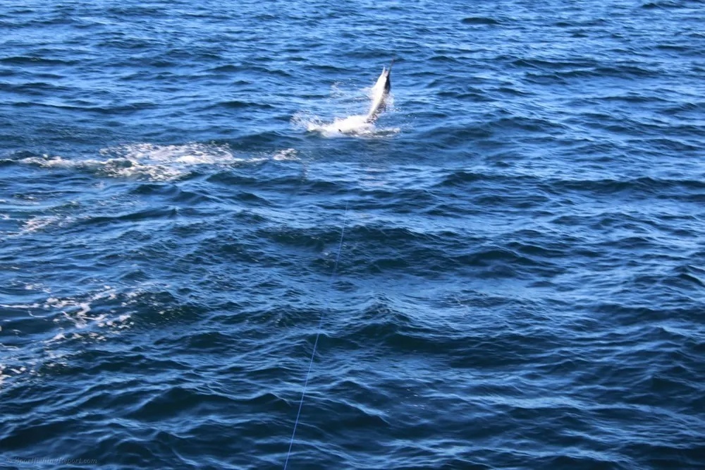 A Cabo Fishing Adventure Powered by Marlin and Wahoo