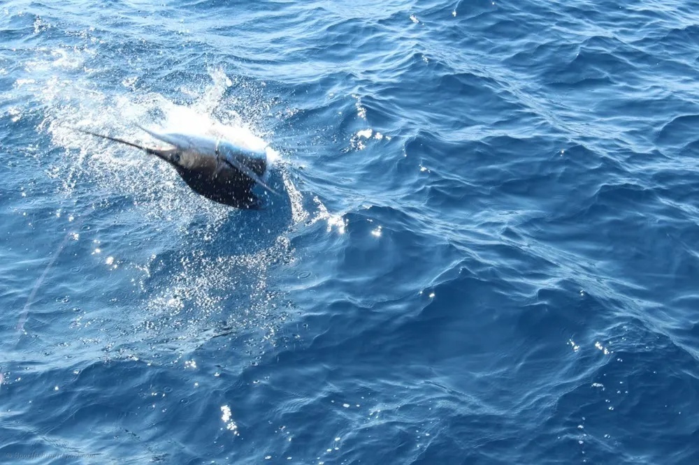 The Beauty of Offshore Fishing