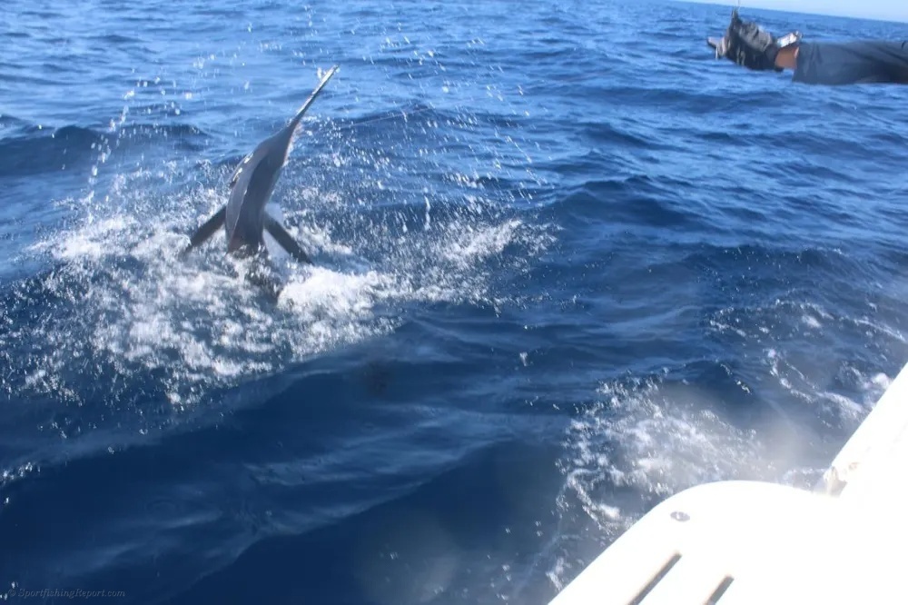 Marlin Thrills Aboard the Blue Sky Fleet