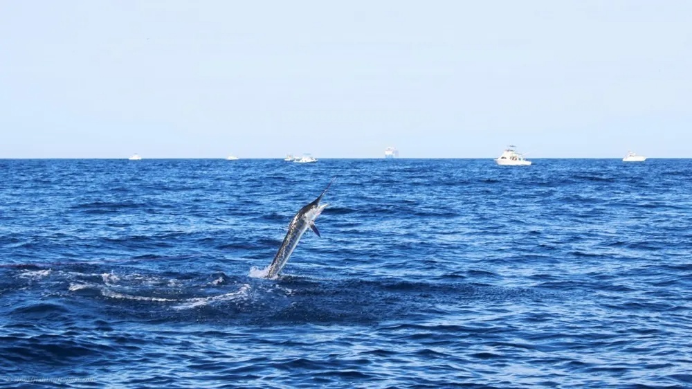 The Marlin Show Off Cabo