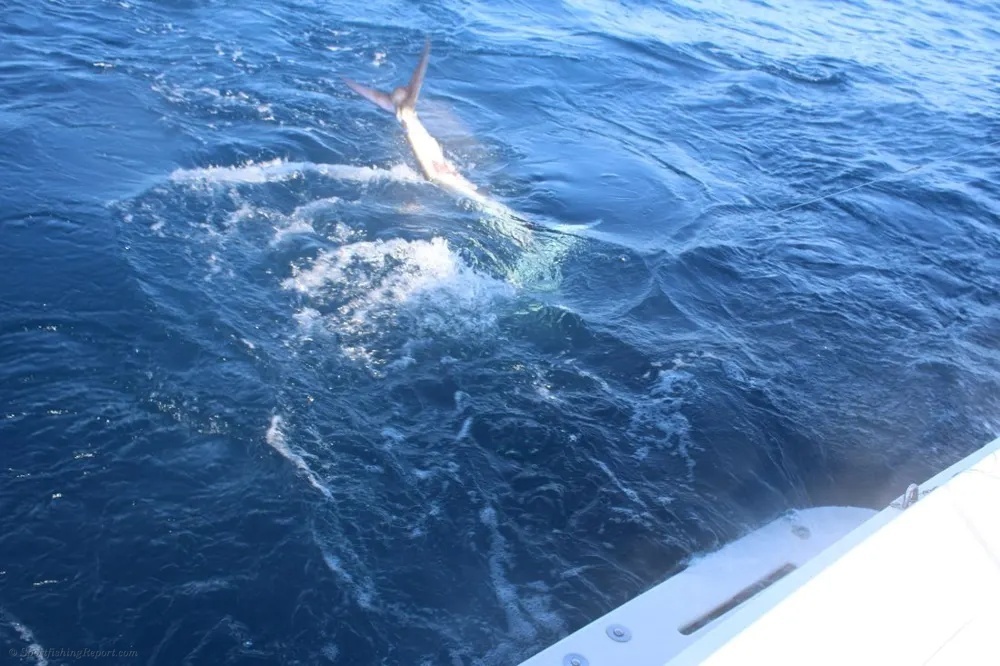 Marlin Battles Followed by Tuna Action