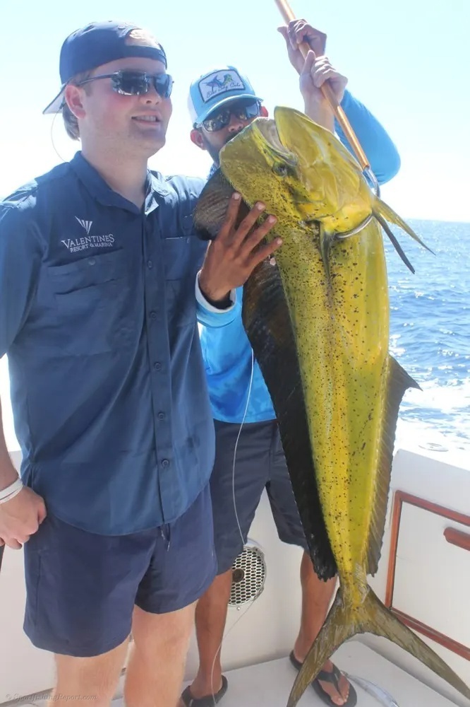 Cabo Tuna Fishing Creates a Cockpit Showdown