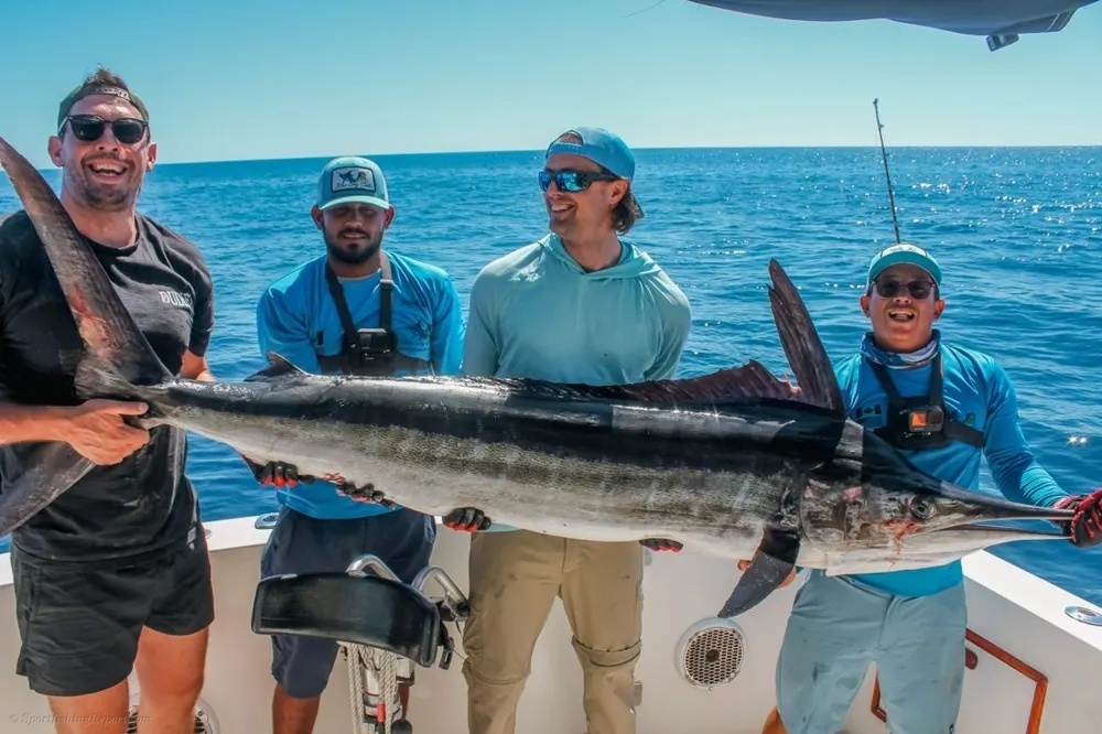 Marlin Fireworks and Dorado Gold Collide