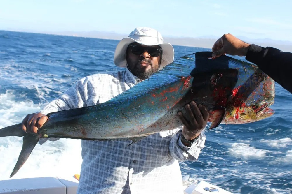 Marlin Strikes and Dorado Madness Deliver