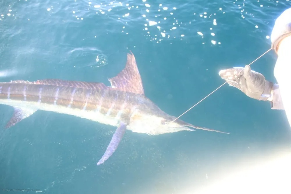 Marlin Action Meets Tuna Frenzy