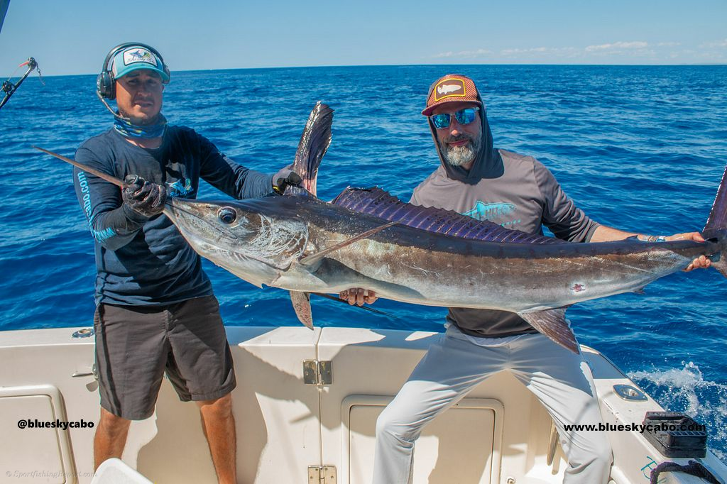 Lit Up Marlin Off Cabo