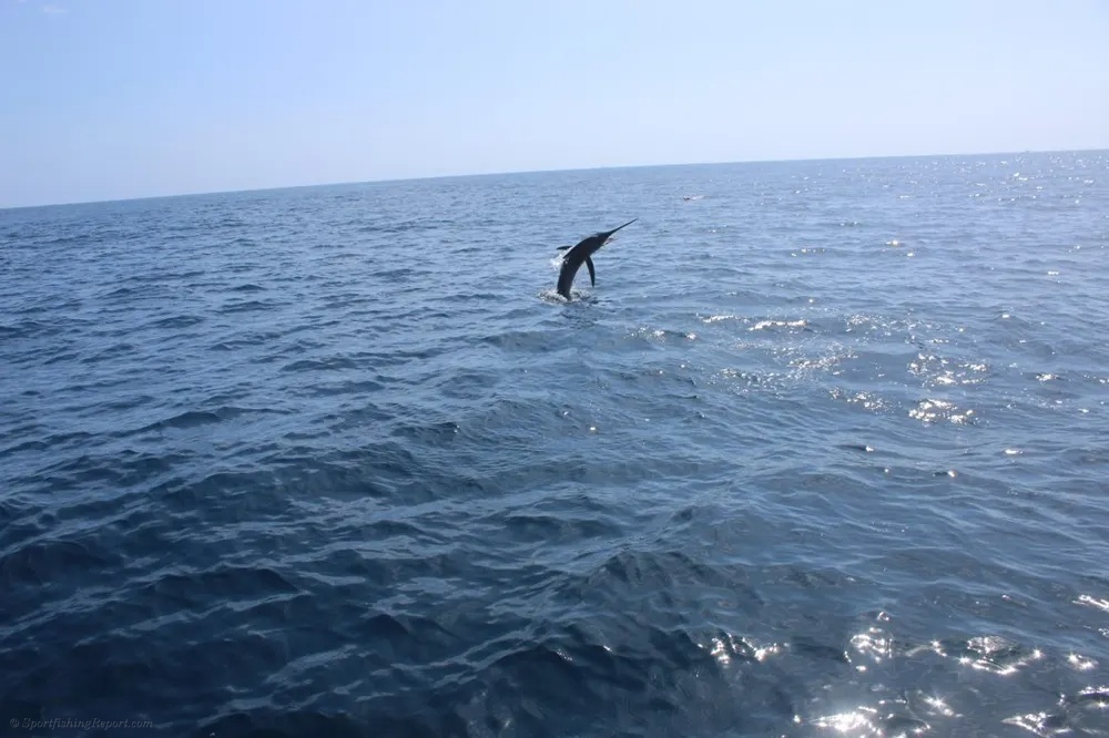 Marlin Magic in the Sea of Cortez