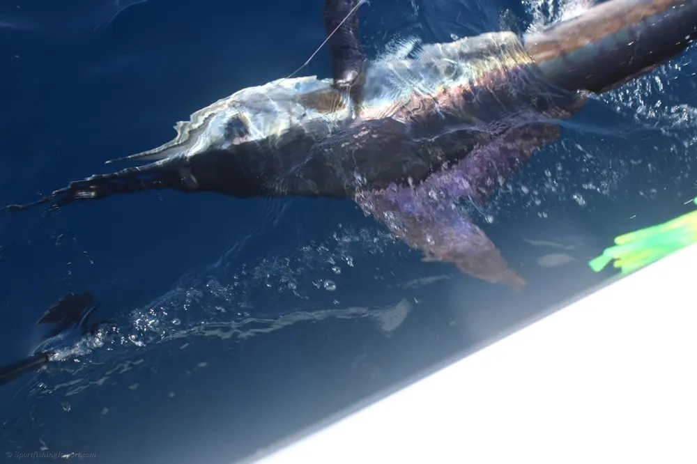 Fighting Marlin off Land's End