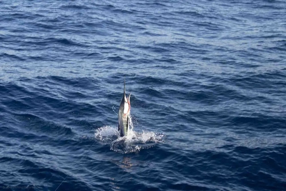 Marlin Strikes and Dorado Gold Take Over