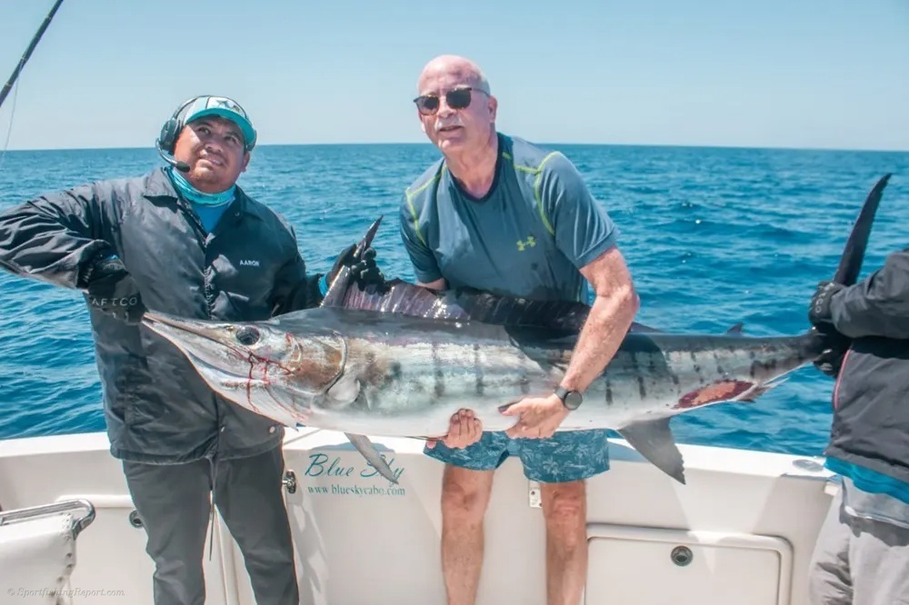 Leaping Marlin off the Cabo Coast