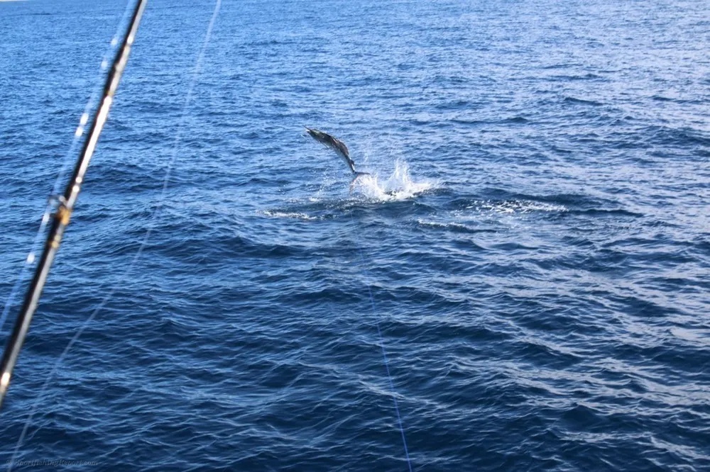 Marlin and Dorado – Pacific Fishing at Its Best