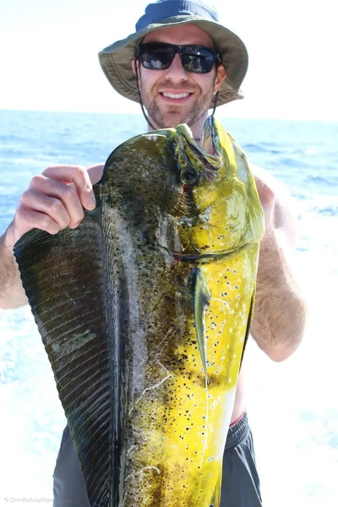 Marlin and Dorado – Two Pacific Prizes