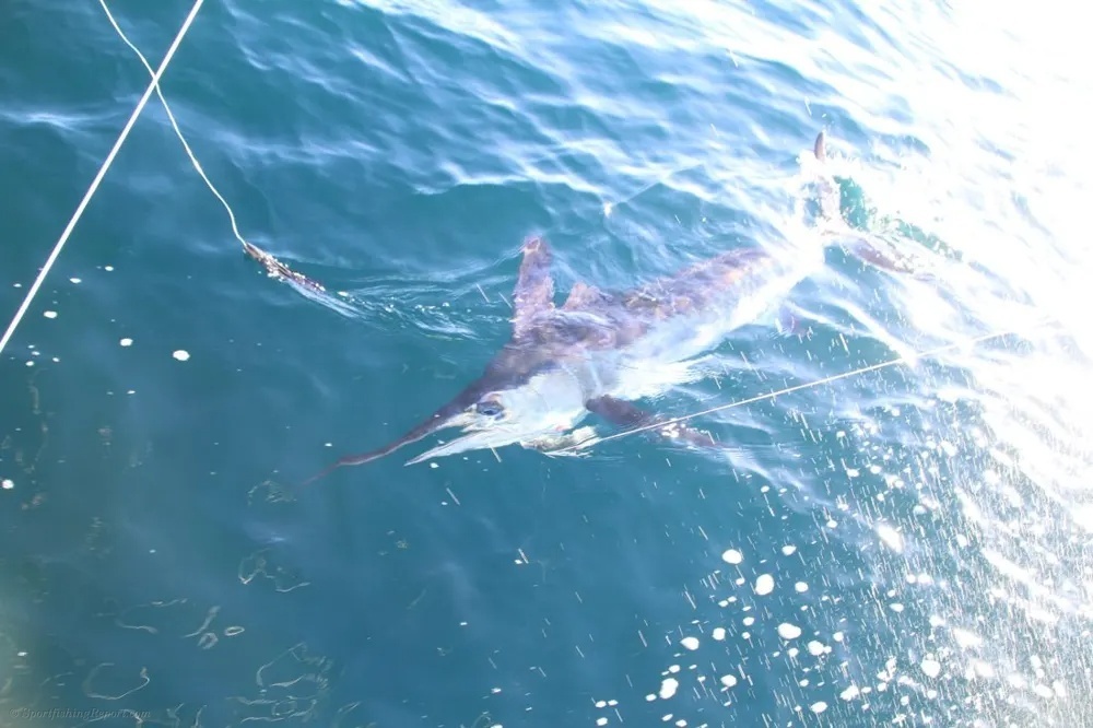 Marlin Battles and Dorado Fire Ignite the Pacific