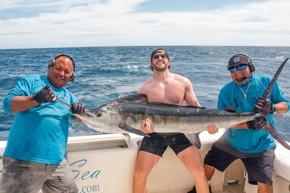 Acrobatic Marlin in the Sea of Cortez