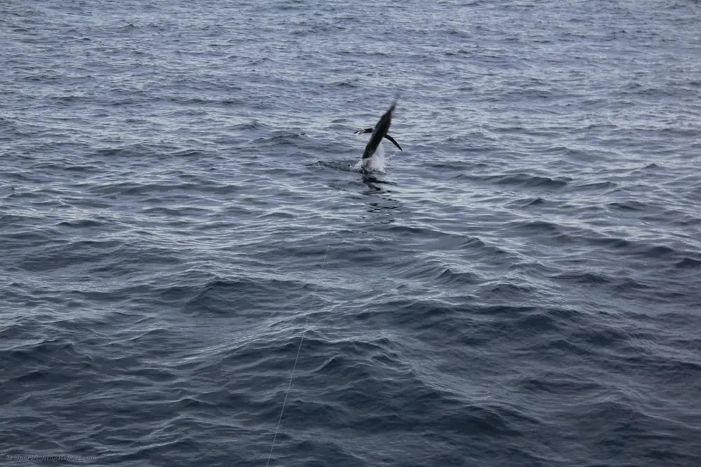 Marlin Takes the Lure