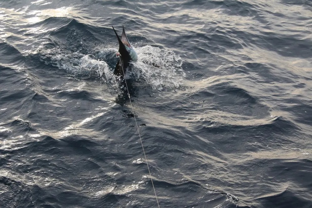 Marlin Strikes and Dorado Thunder Explode
