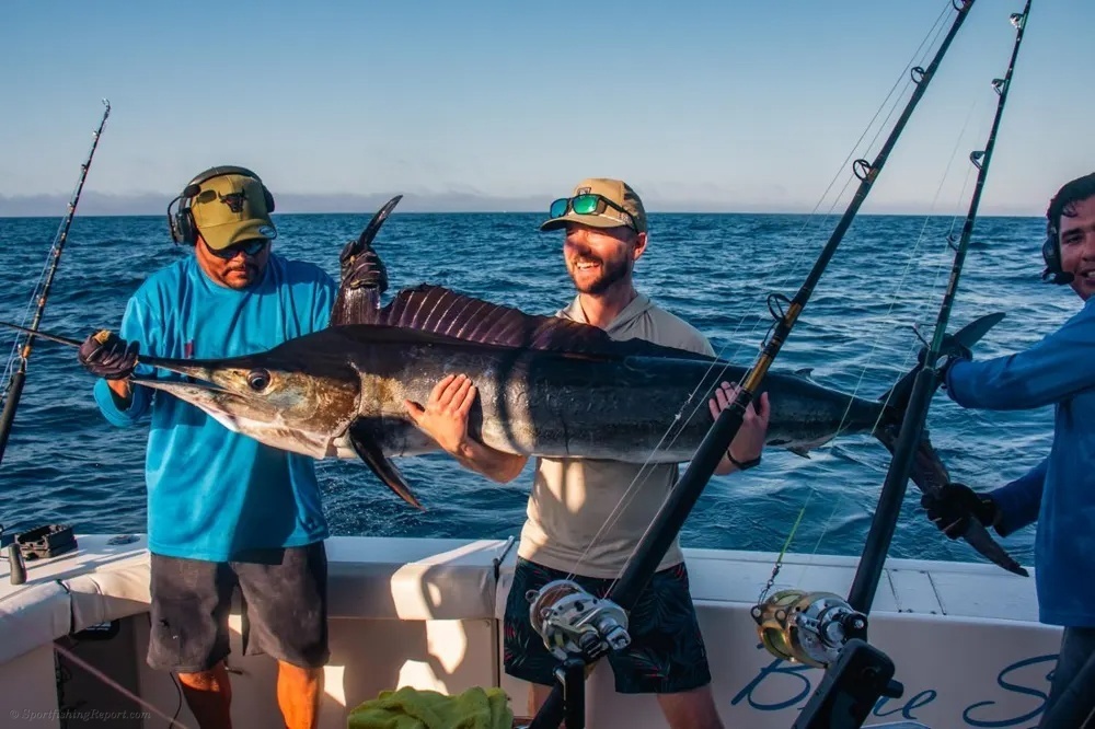 The Marlin Bite Is On in Baja