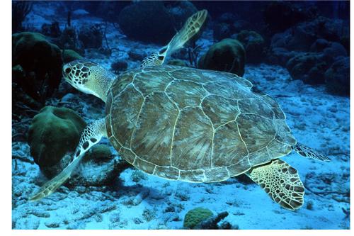 Green Sea Turtle Found in San Joaquin River